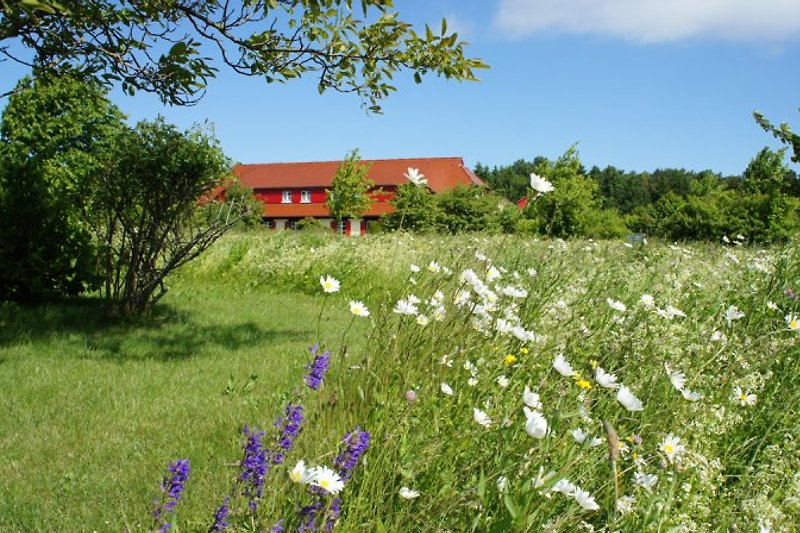 Meadows in the holiday village