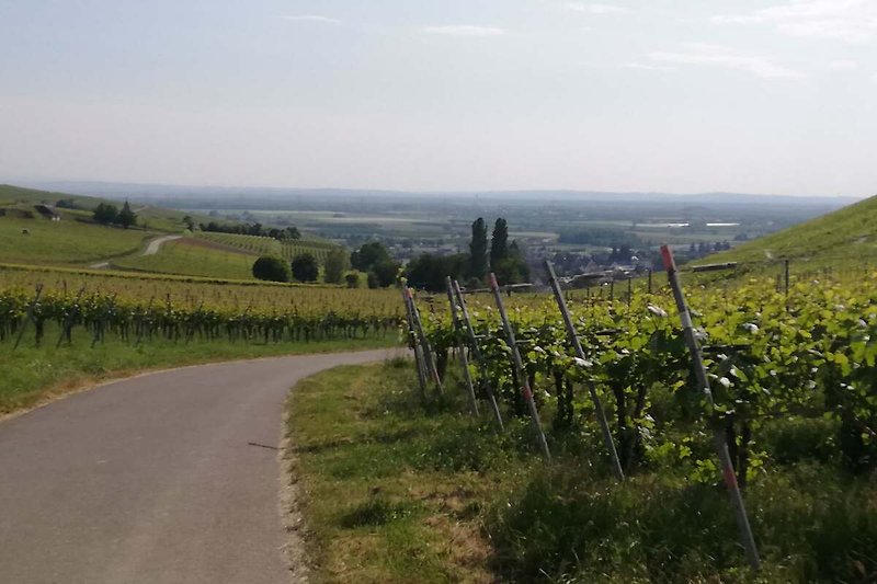 Landschaft mit Weinberg, Hügeln und Dorf im Tal.