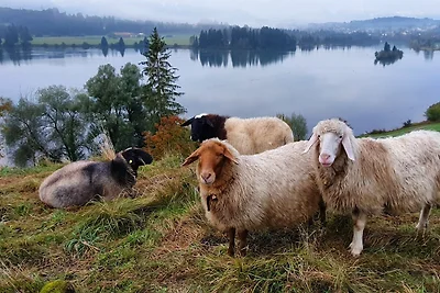 Feriendorf Hochbergle Haus 39