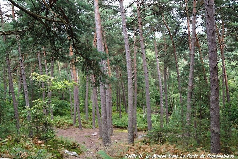 bosque de Fontainebleau