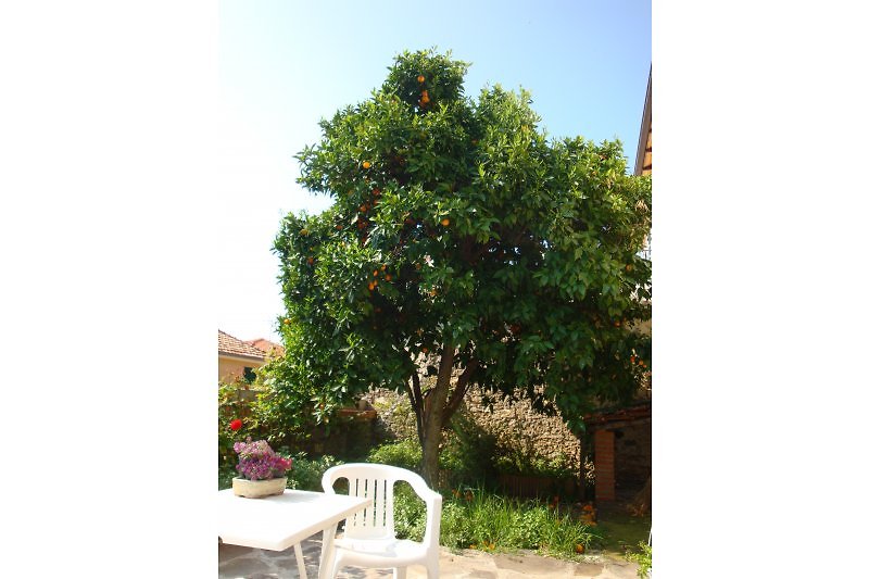 Ogród z drzewem pomarańczowym