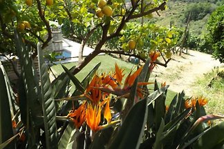 App. mimosa