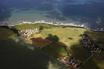 Riccio di mare