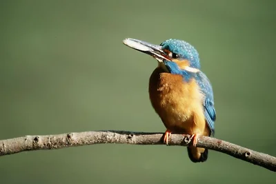 FH Dompfaff mit Boot & Steg am See