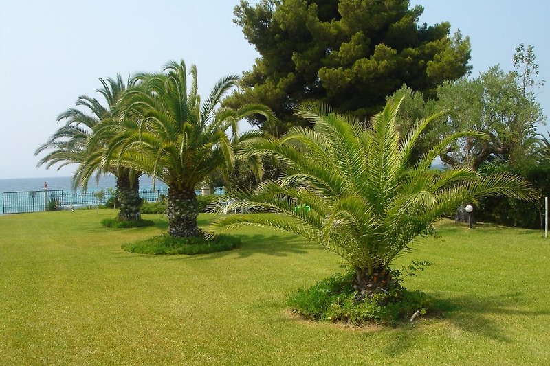 Der Garden mit Palmenbäume