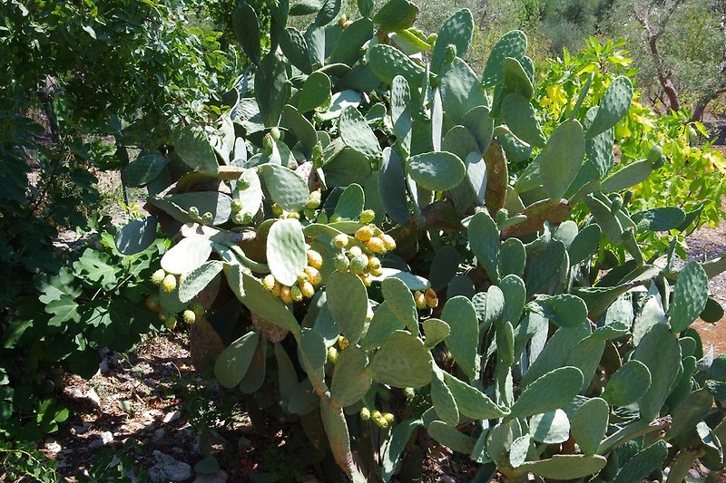 Kaktusfeigen auf dem Grundstück