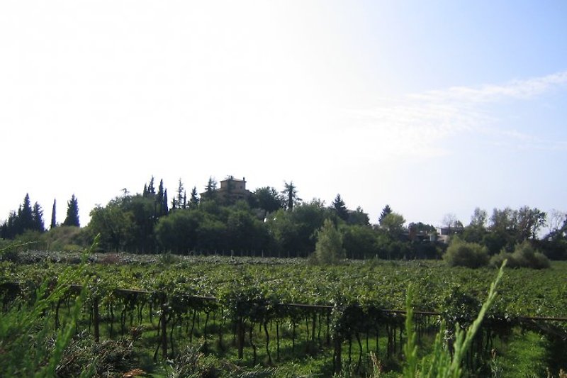 Uitzicht op de wijngaarden