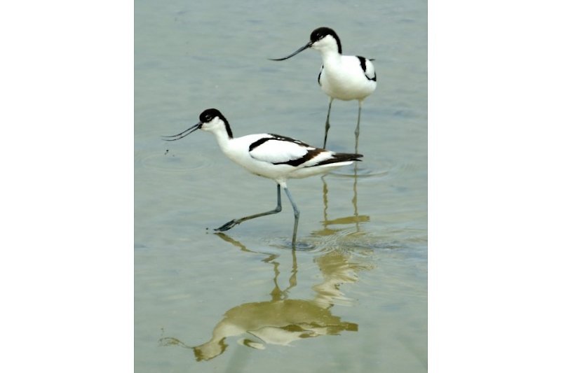 you will see many birds nearby in  tne nature reserve of the Eastern sheldt