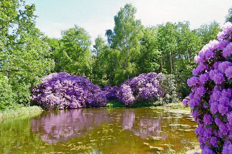 Rhododendren im Schlosspark Wiligrad
