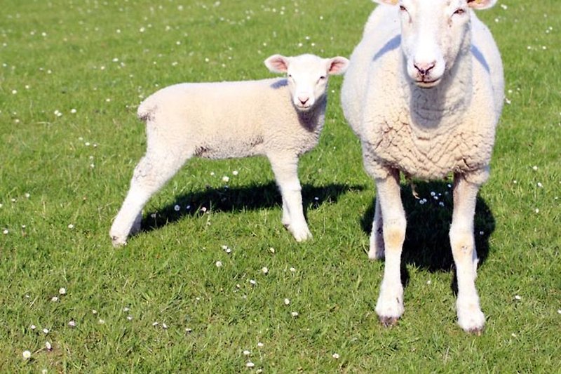 Schafe am Deich in Neßmersiel