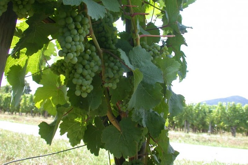 vignes en Alsace