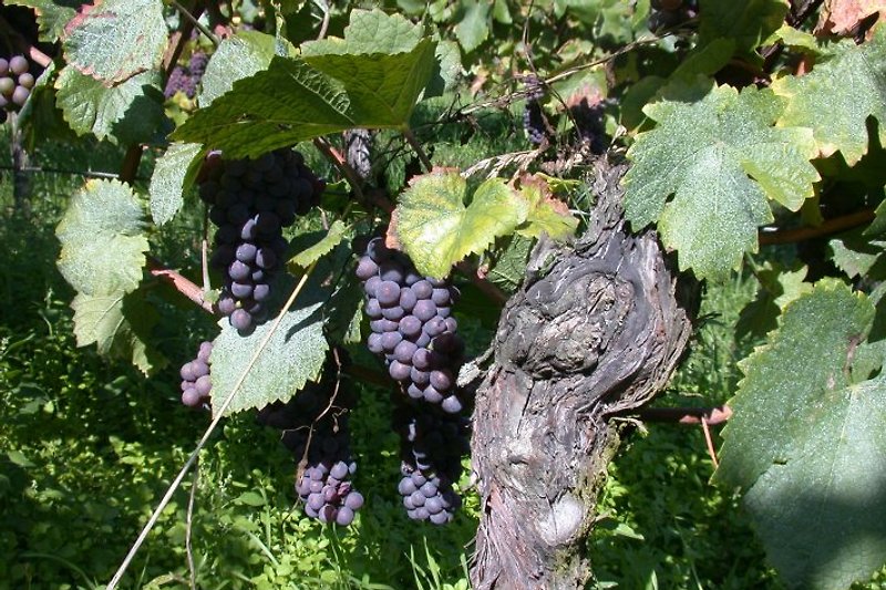 .. and red wine grapes.