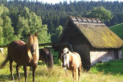 Biologische boerderij Buchholz