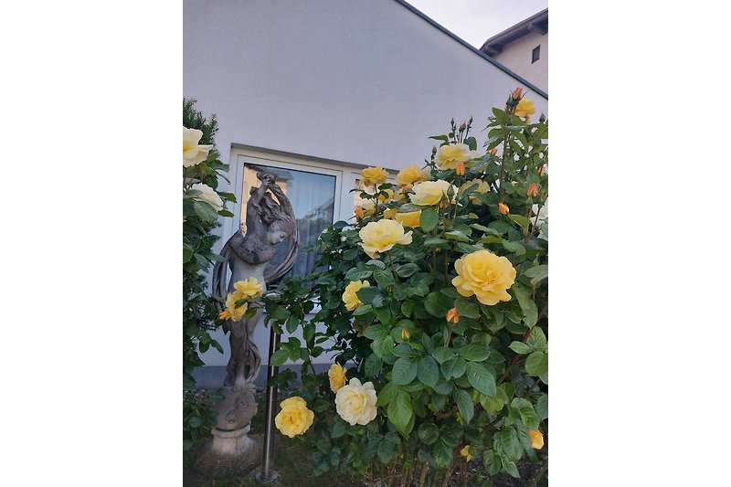 Rosen im Garten mit Fenster und Tür - malerische Szene.