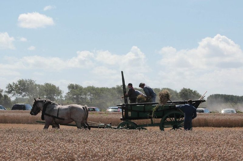 Ländliche Szene mit Pferdewagen, Bauern und Feldern.