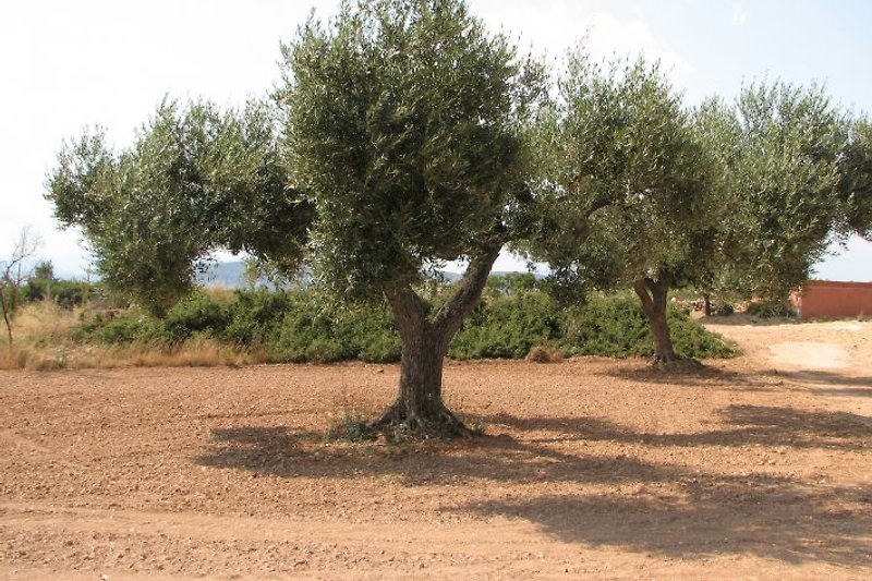 Olivenanbau zur Ölgewinnung