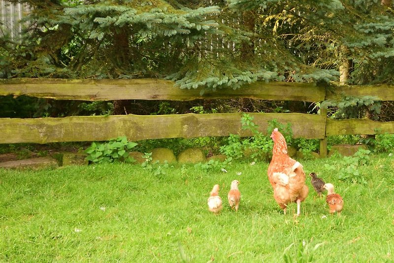 Nachwuchs auf dem Hof, täglich frische Eier