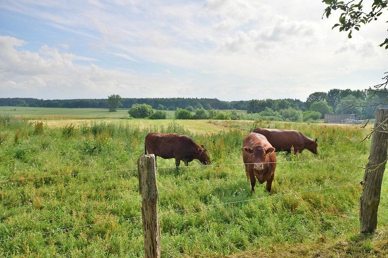 Die Rinder beim Grasen beobachten