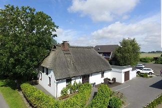 Reethus Friesennest