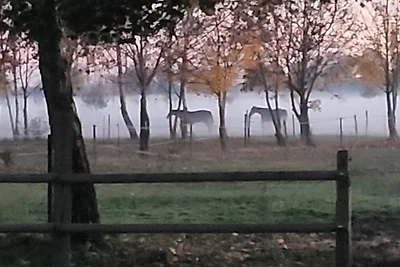 Fattoria dei cavalli di Bartschendorf
