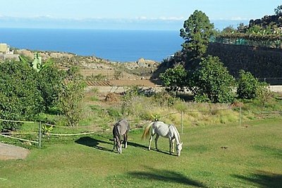 Finca Palmeras II