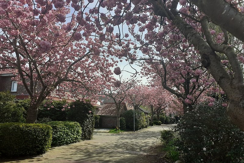 Um eine fantastische Kirschblüte zu bewundern brauchen Sie nur ein paar Schritte zu laufen - nicht nach Japan fliegen!!