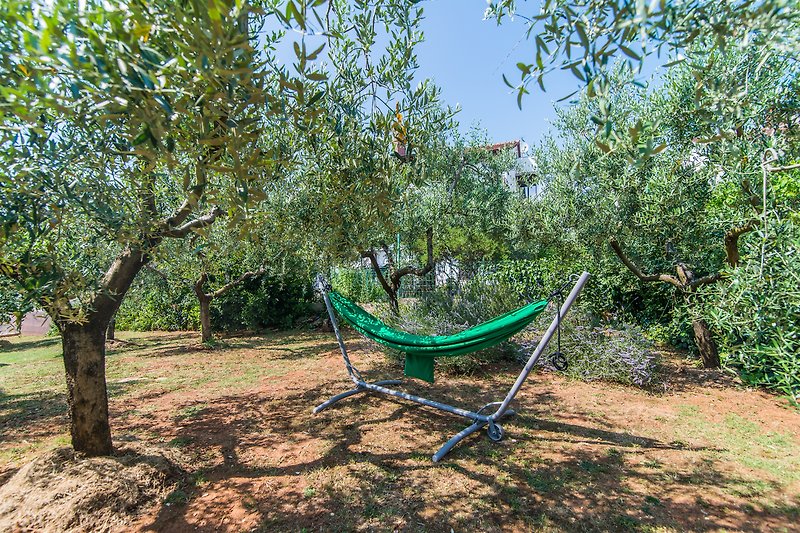 Entspannen Sie sich im Schatten der Olivenbäume