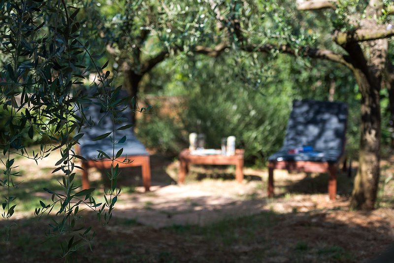 Entspannen Sie sich im Schatten der Olivenbäume