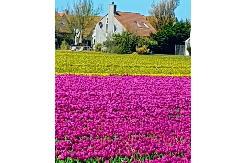 Sicht über die Tulpenfelder aufs Haus