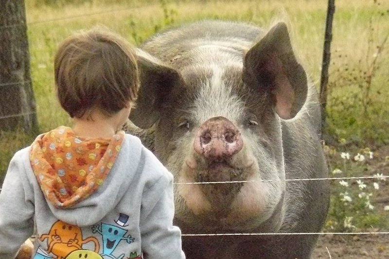 Gastkind mit Schwein