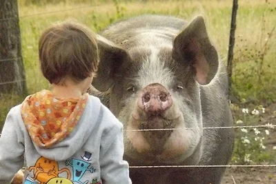Hof Georgenhöhe - Schweinestall