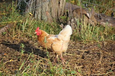 Hof Georgenhöhe - Schweinestall