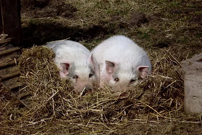 Hof Georgenhöhe - Schweinestall