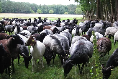 Heideblockhaus Dachsbau