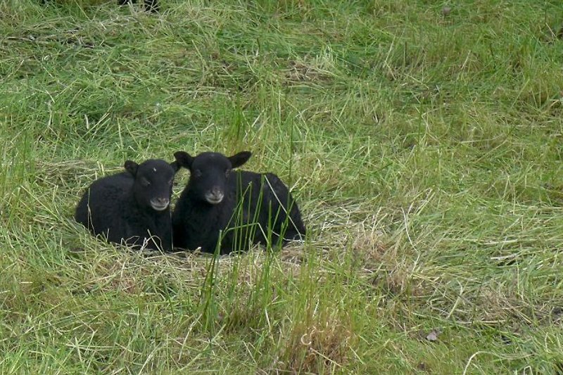 Moorland sheep lambs
