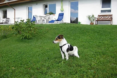 Ferienhaus Pusteblume