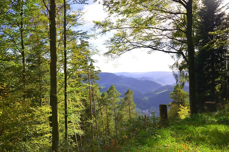 Wandern im Schwarzwald