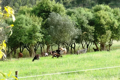 Monte da Serra