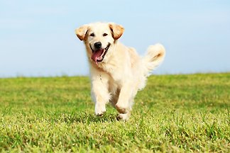 Domek letniskowy   Holidayapartment with terrace 