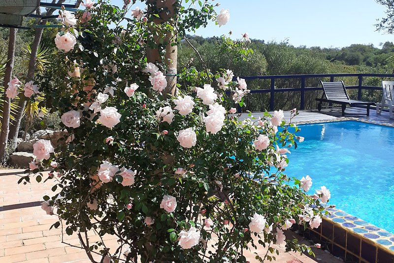 Angrenzender Poolbereich mit wunderschoener Rosenbluehte im Fruehling.