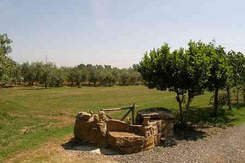 Wiese und Olivenbäume
