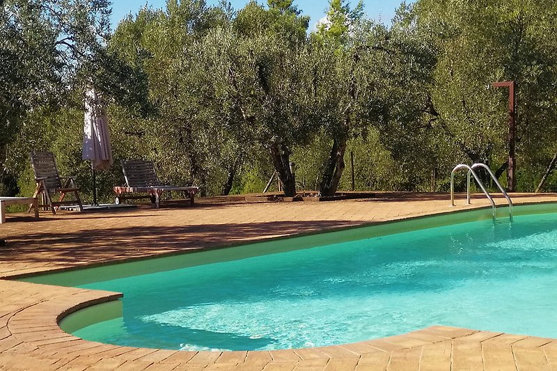 Am Pool zwischen alten Olivenbäumen