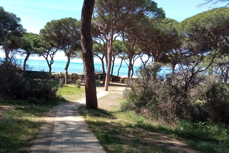 Pine grove near the beach