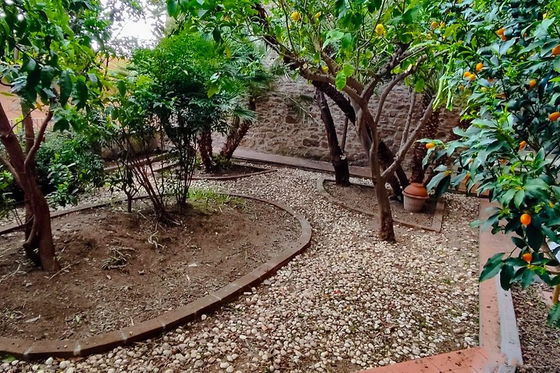 Garden with citrus trees redesigned in 2023