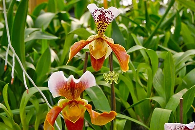 Orchideenfarm mit 3 Wohnungen und Pool bei Montemassi
