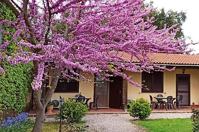 Orchideenfarm mit 3 Wohnungen und Pool bei Montemassi