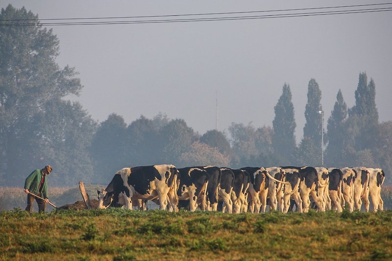 niederrheinische Kühe