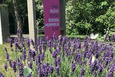 Natura pura nell'Oderland: Rehwiese 21