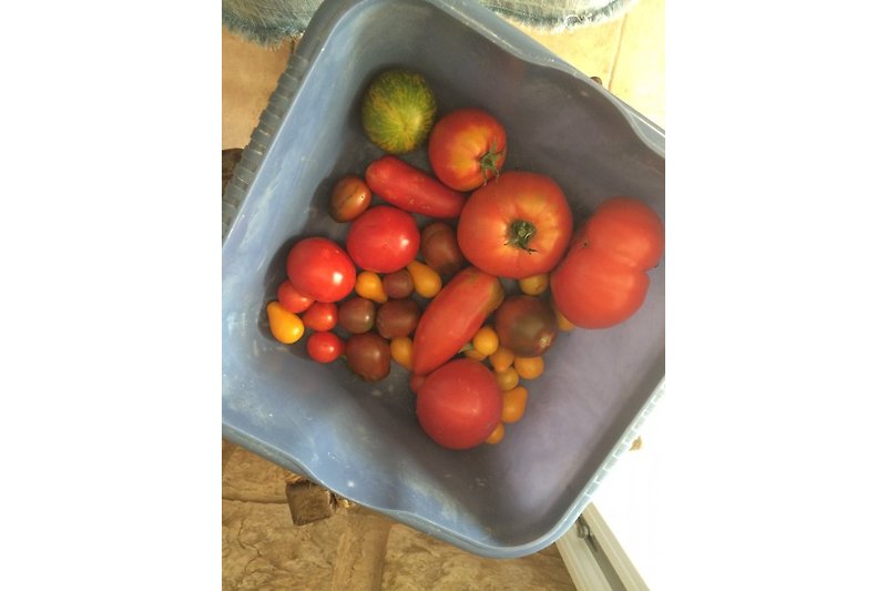 Unsere Tomaten aus dem Garten