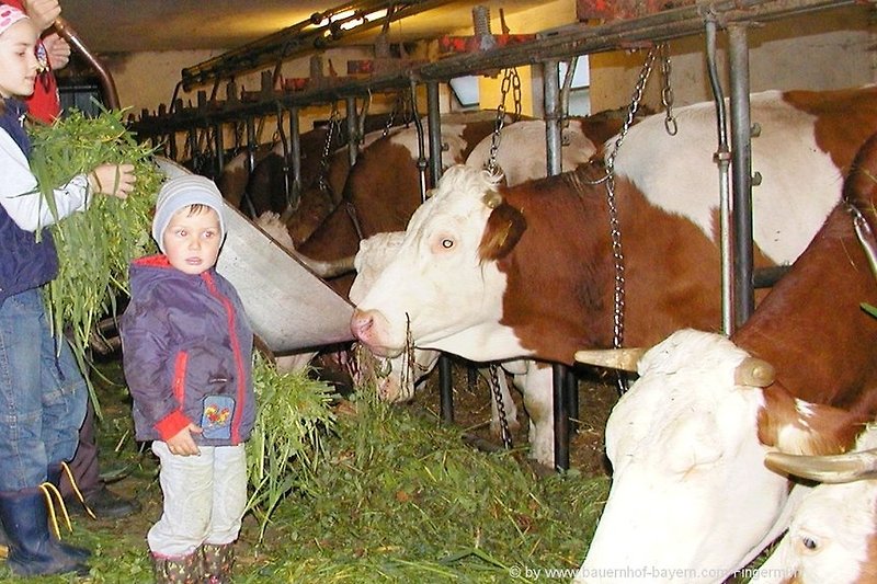 Im Kuhstall beim Kühe füttern helfen beim Bauernhofurlaub in Bayern